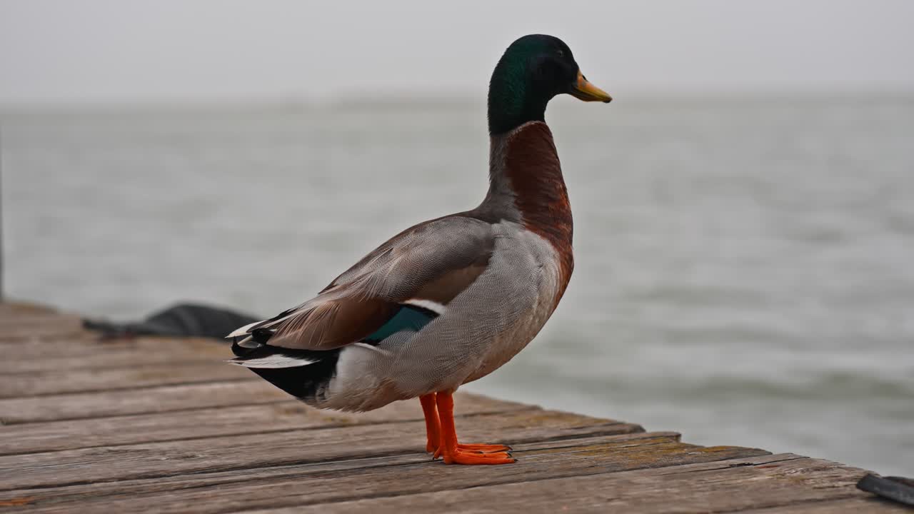 Anatra maschio su un pontile di legno sul mare
