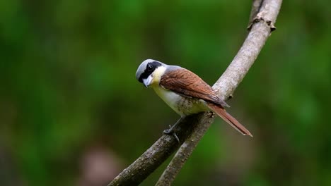 The-Tiger-Shrike-got-its-name-from-the-Tiger-like-pattern-on-its-feathers-as-it-is-also-a-predator-of-a-bird-that-feeds-on-insects,-very-small-mammals,-and-even-birds-of-its-size