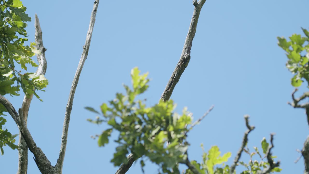 가벼운 바람에 위험한 죽은 마른 나무 가지