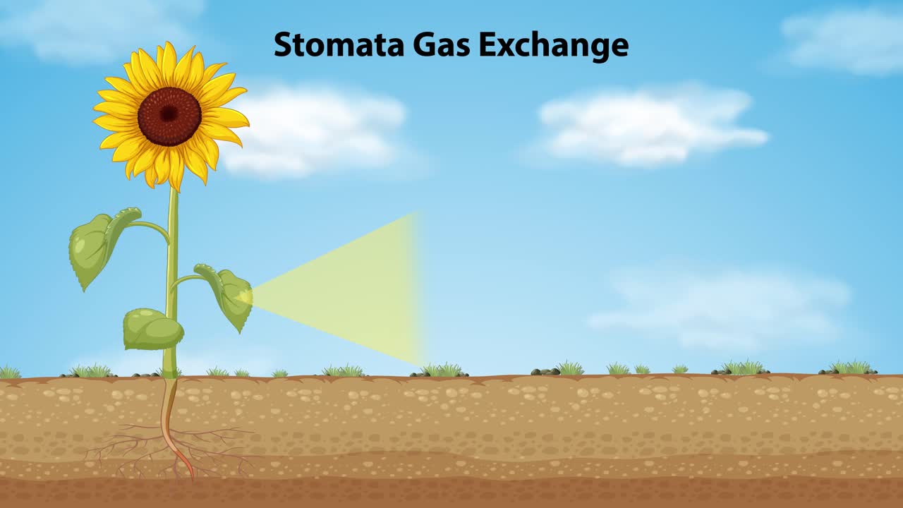 식물의 스토마에서 가스 교환의 일러스트레이션