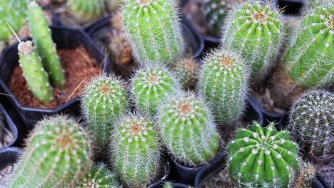 various cacti in pots at a market