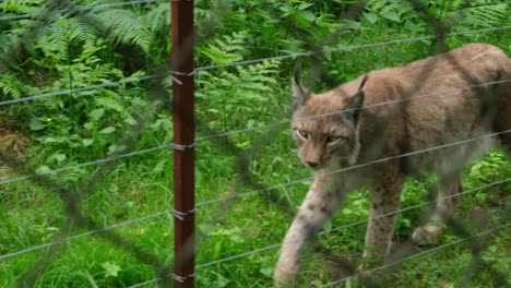 lynx wild animal walking around at the zoo