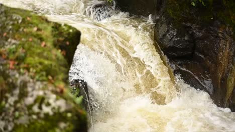 slow motion shot of wild fish jumping out of water during creek flowing down mossy rocks