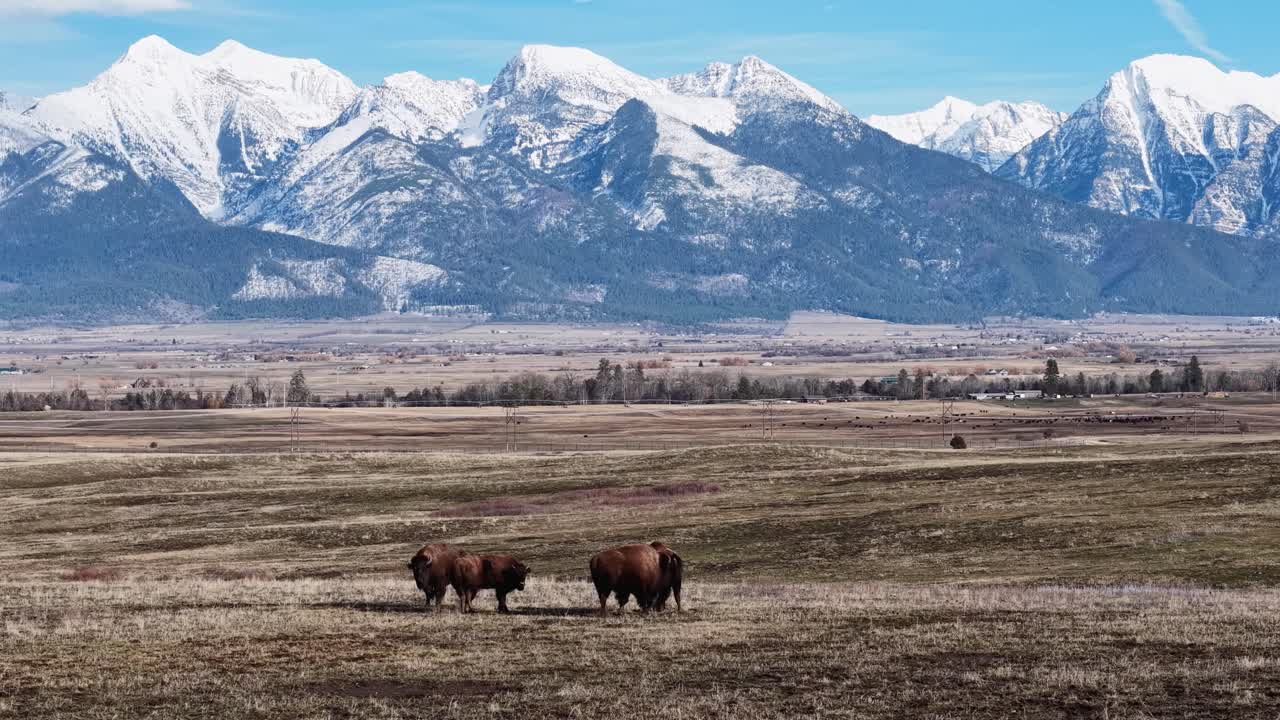 Flygfoto över en liten flock bisonoxar som betar i en öppen dal med snöklädda berg i bakgrunden, vilket visar vilda djur i ett vidsträckt västernlandskap