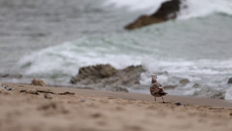Seagull-walks-down-the-beach-towards-the-crashing-waves-at-Point-Dume-State-nature-preserve-beach-park-in-Malibu,-California