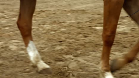 Woman-leading-her-horse-in-paddock