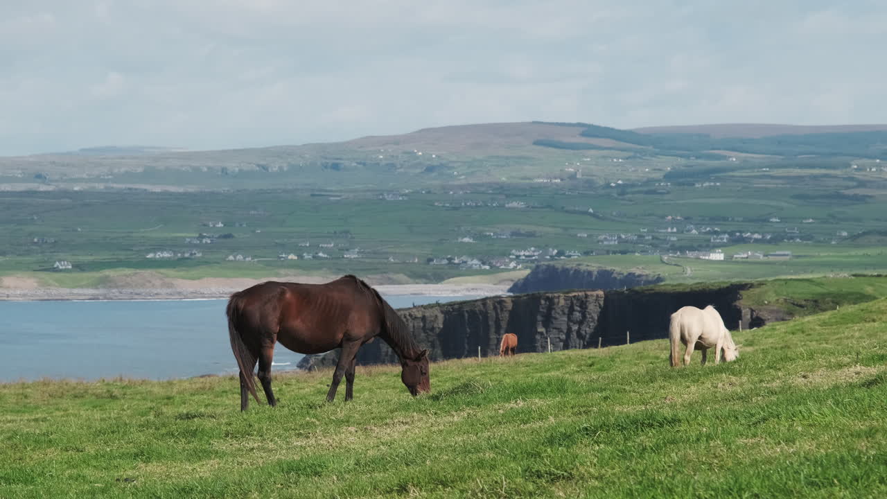 caballo pastando en un prado de hierba con un hermoso acantilado marino y una bahía al fondo