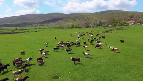 Aerial-view-of-cows-herding-and-running-on-green-field