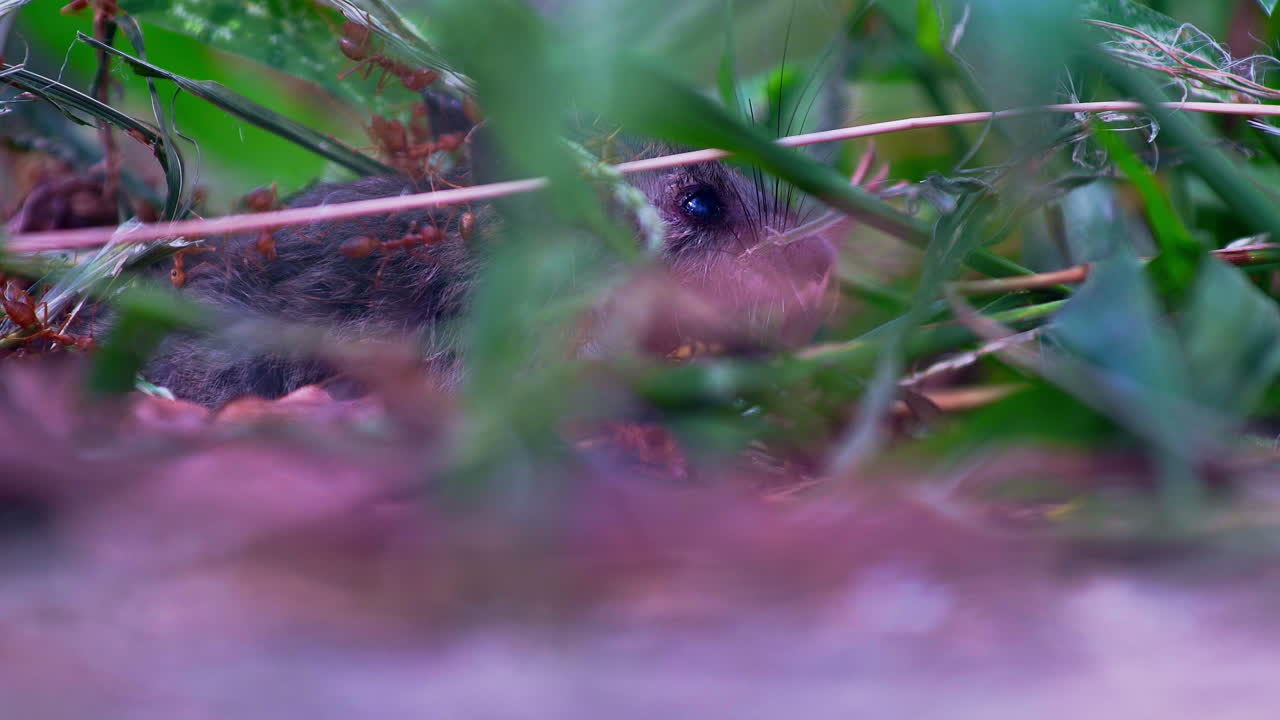 Panting mouse desperately trying to escape attack from fire ant swarm.