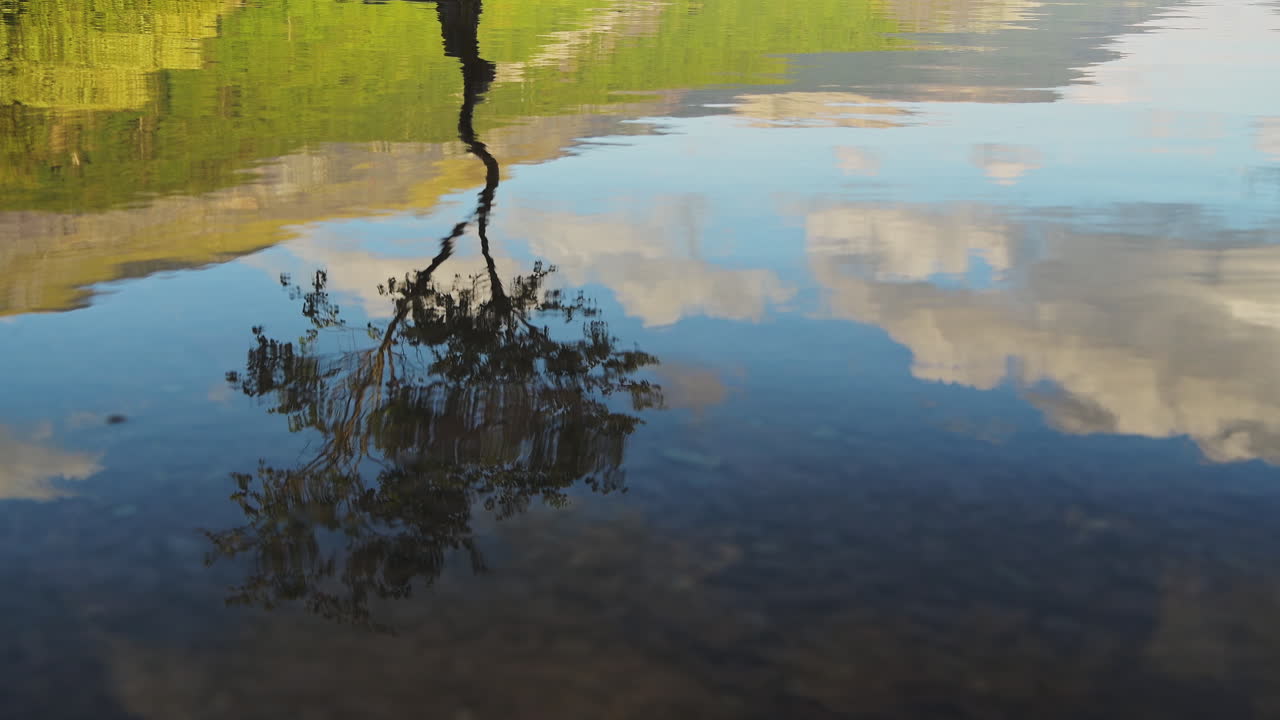 Water Ripple Lake Reflection of Tree Silhouette - High Angle Static View