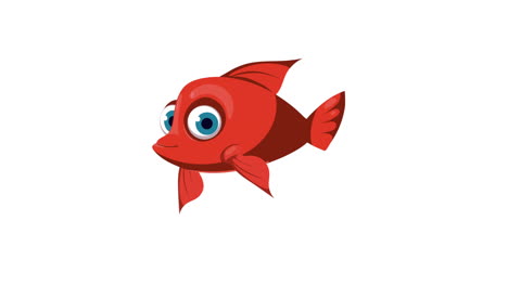 ornamental red fish swiming sealife animation