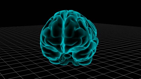 el bucle del cerebro humano.
