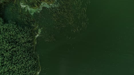 vista superior de matorrales de pastos silvestres a través de un lago tranquilo en primavera