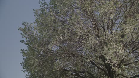 Un-árbol-De-Primavera-Con-Una-Gran-Cantidad-De-Hojas