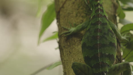 green iguana breathing details on a tree in amazonian rainforest of brazil