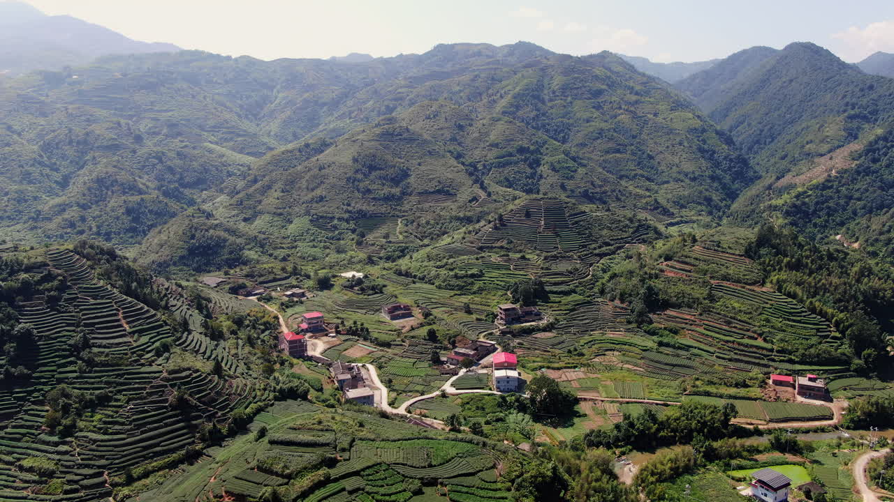 hermosa plantación de té en las montañas