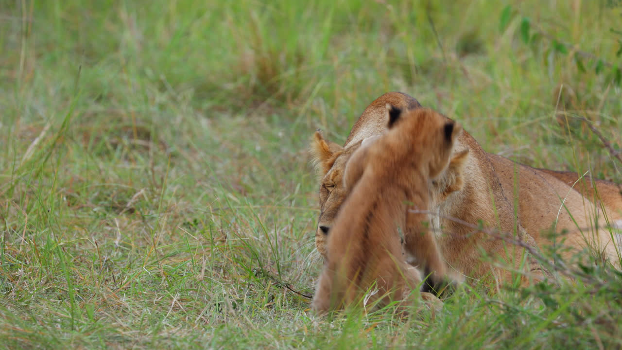 leeuwin en haar welp spelen op het gras in maasai mara, kenia