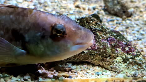 small fish up-close translucent scales moving eyes underwater aquatic