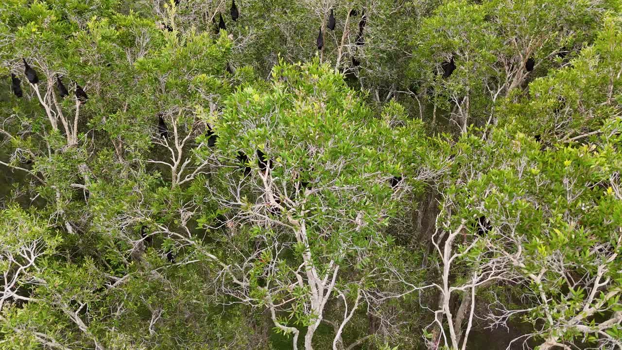 낮 시간 에 나무 에 어 있는 박 들