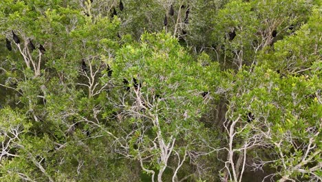 bats roosting in trees during daylight hours