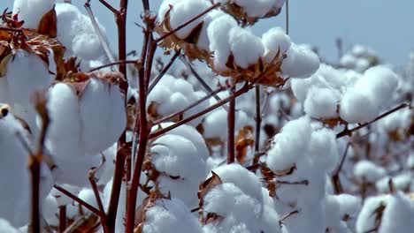 brazilian cotton industry plays crucial role in the country’s economy