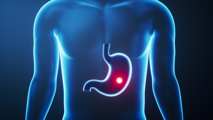 Organ stomach in the transparent human body, 3d rendering.