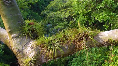 Flying-Through-The-Tree-In-The-Forest-By-The-River-In-Santa-Marta,-Colombia