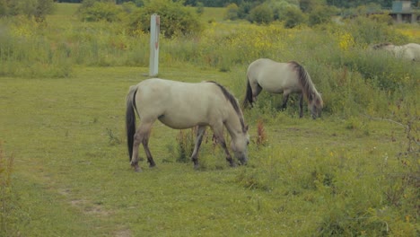 Dos-Caballos-Comiendo-Hierba-En-Los-Países-Bajos-Durante-El-Verano