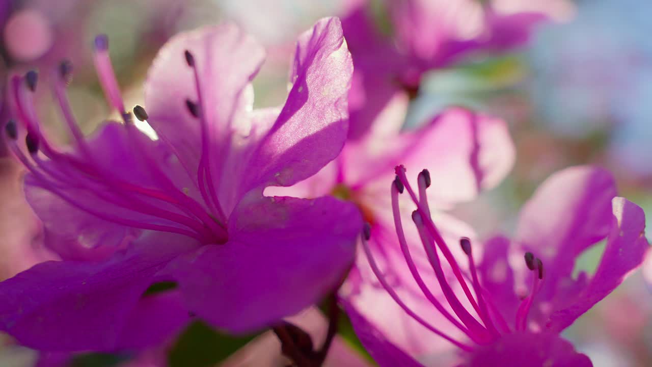 Fiori di azalea viola vivaci catturano la luce del sole a fuoco morbido. I petali luccicano con gocce di rugiada mattutina. Delicati stami si estendono verso l'esterno in morbidi grappoli. Lo sfondo bokeh fonde cielo blu e foglie verdi.