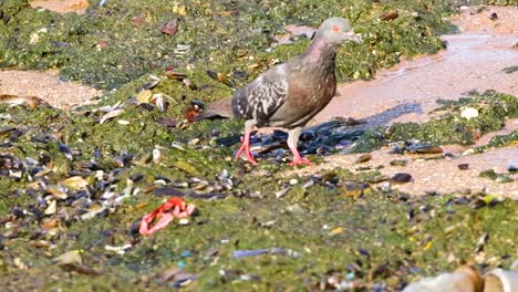 pigeon in polluted coastal environment