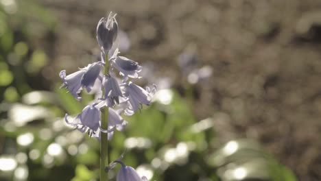 pale bluebell flowers growing in woodland in springtime