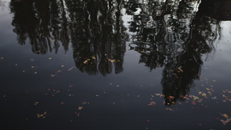 reflections of trees and autumn leaves on dark water