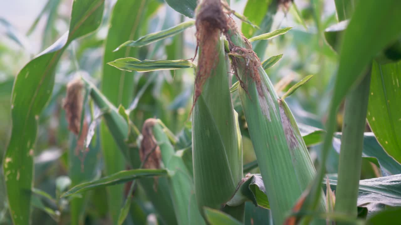 Corn field