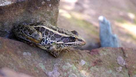 a pickerel frog sits by a pond inflating his throat sac