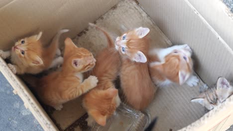 cute kittens playing in a box