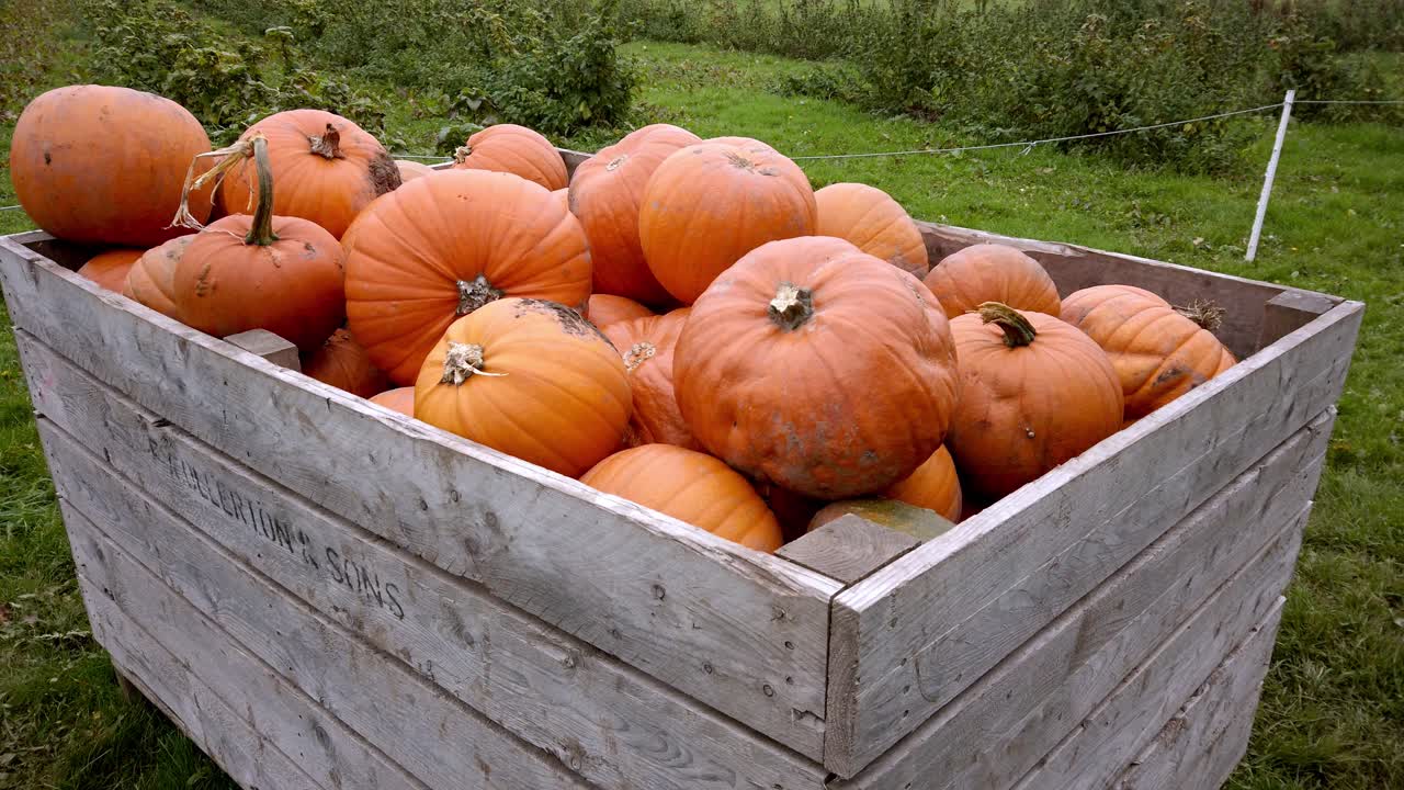 tiro medio muchas calabazas enormes en cajas de almacenamiento de madera en el campo de los agricultores