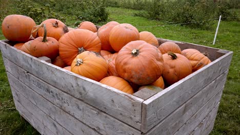 Medium-shot-lots-of-huge-pumpkins-in-wooden-storage-crate-on-farmers-field