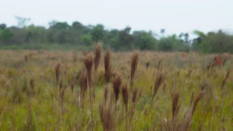 broomsedge is a perennial grass that is native to the east coast of the united states but is becoming invasive in areas like california and hawaii