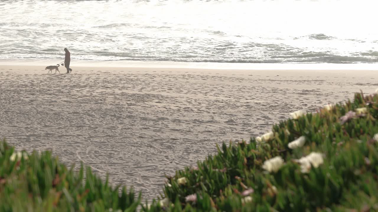 해변가의 식물 들판과 개를 산책시키는 사람