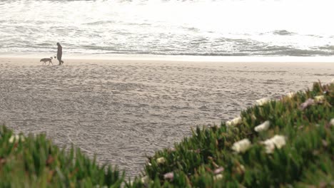 field of plants by the beach and a person walking his dog