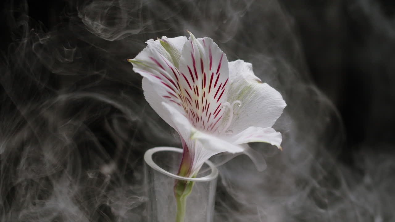 Delicate White Alstroemeria Flower Surrounded by Smoke
