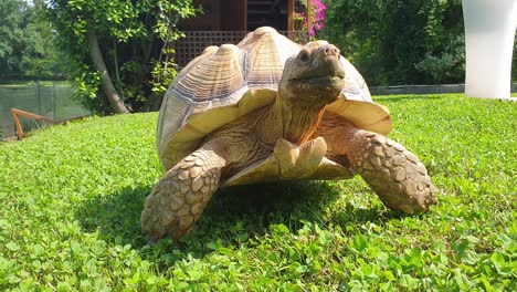 close-up and tracking of big terrestrial turtle walking outdoor on green lawn