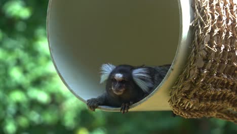 small common marmoset, callithrix jacchus with white tufted ear resting and chilling in the swinging barrel with its little head peeking out, curiously wondering around the environment