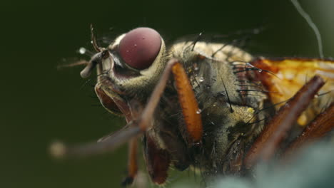Extreme macro closeup fly with siphon. Family Muscidae, possibly Helina depuncta