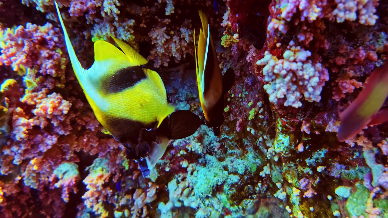 Pár zedníčků proplouvajících růžovými korálovými útvary na Bali. Barevná scéna tropického útesu s bohatou mořskou biodiverzitou a exotickými podvodními texturami.
