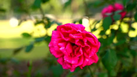 flor en el jardín brilló en sun-5