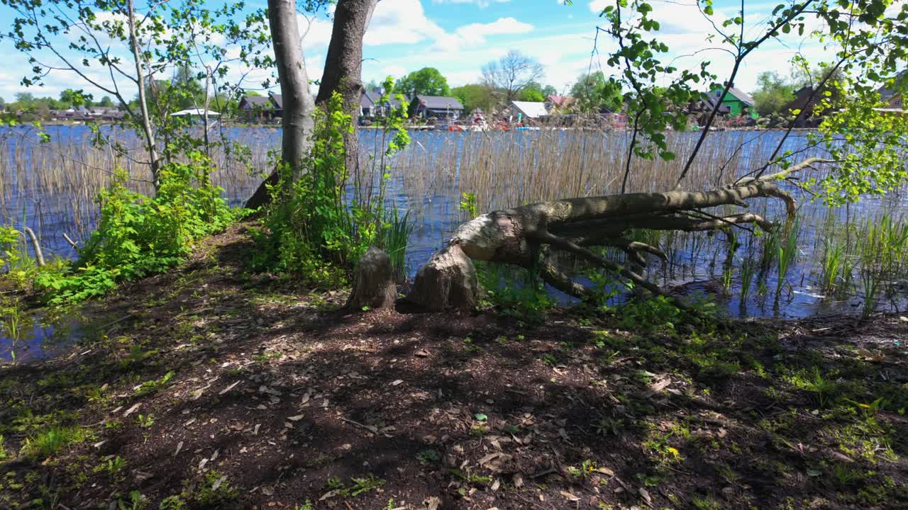 A peaceful lakeside scene with trees, reeds, and a fallen log in the foreground, with houses visible across the water. Ideal for nature, outdoor relaxation, and waterfront living themes.