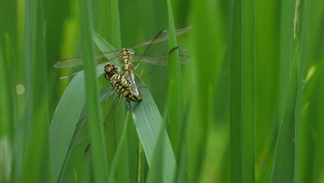 una estera de libélula tigre en la hierba de arroz verde