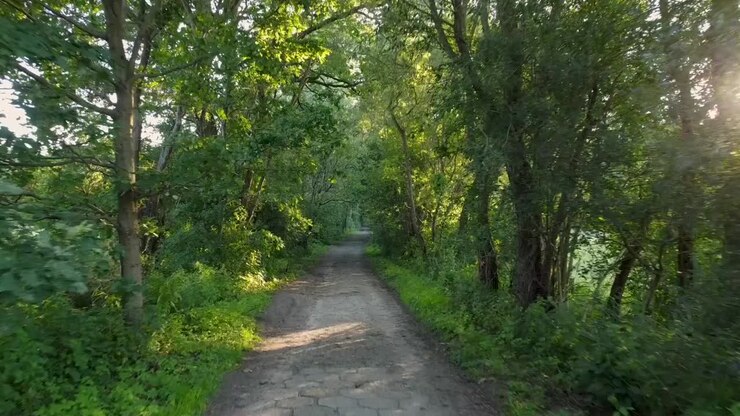 Sunny forest pathway with light shining through leaves