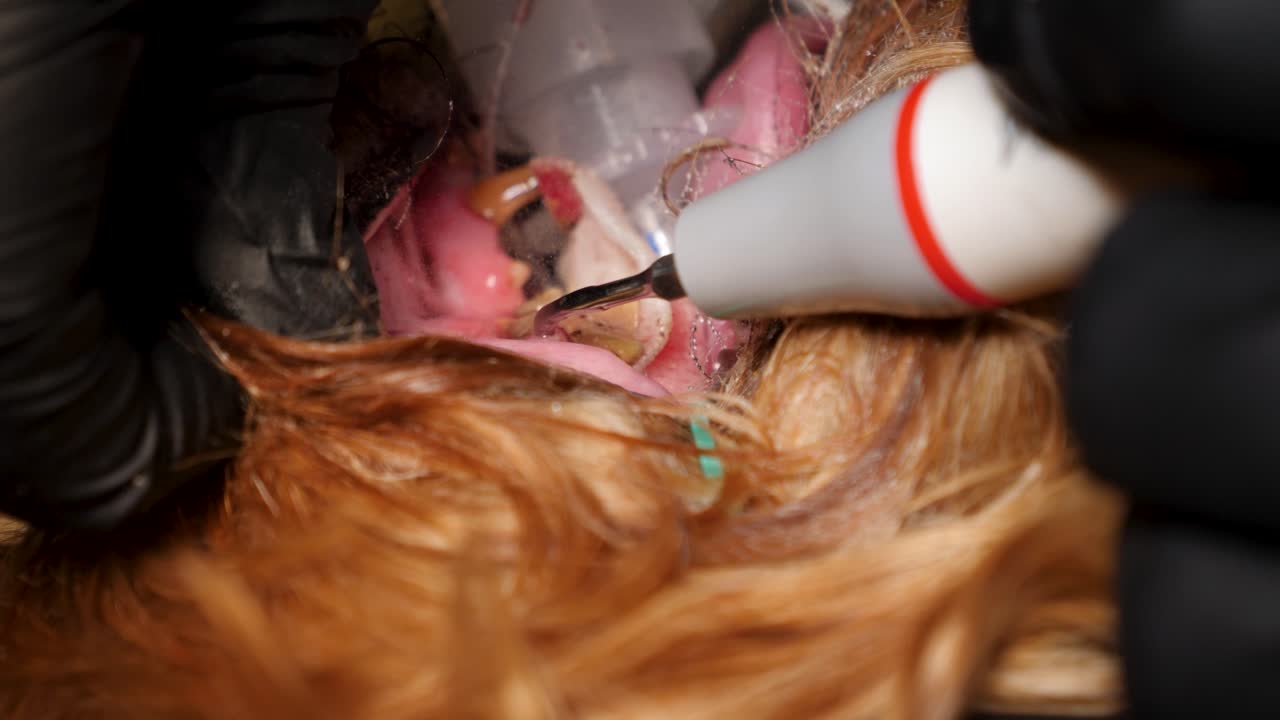 Chirurgia dentale in un cane dal veterinario. Primo piano.
